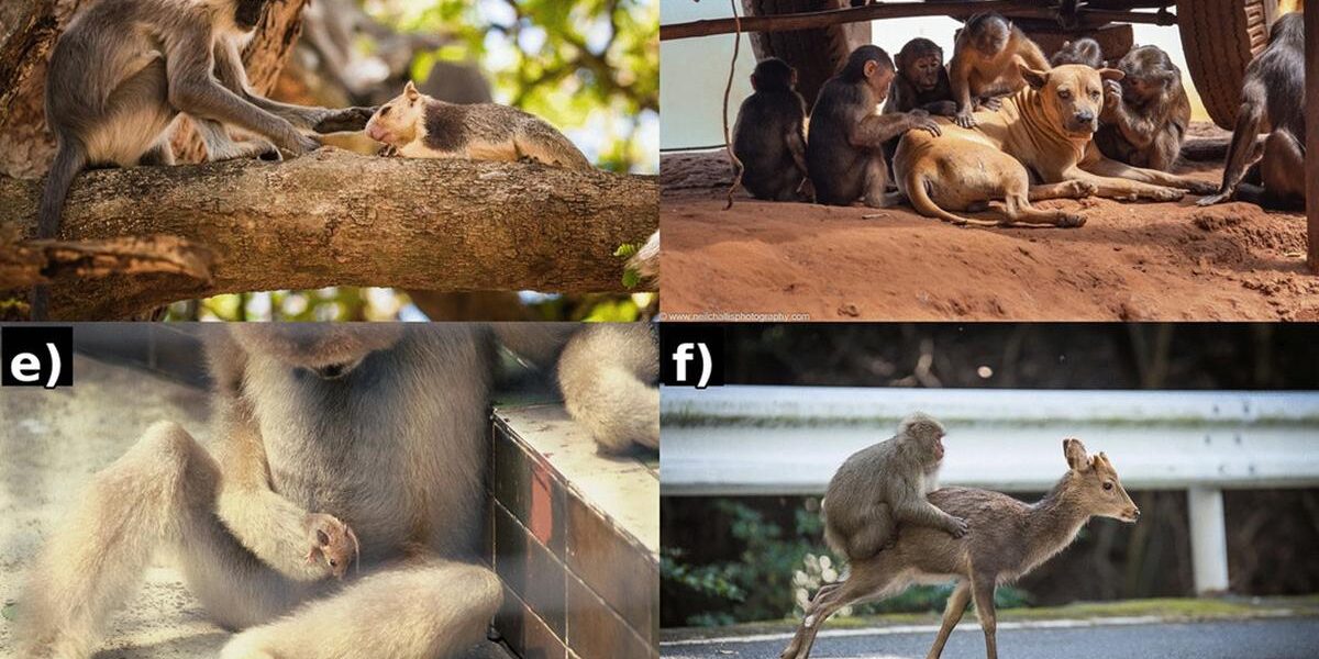 Linh trưởng và quan hệ với loài khác: chứng cứ, rủi ro và ý nghĩa tiến hóa