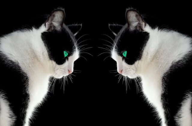 Tại sao hầu hết động vật phát triển cơ thể đối xứng hai bên?