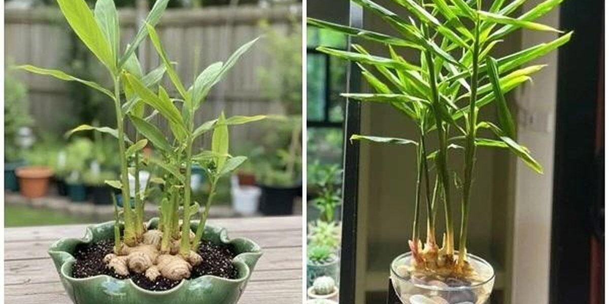Trồng gừng trong chậu: hướng dẫn thực tế để có gia vị tươi và góc xanh trong nhà