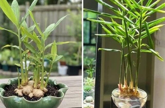 Trồng gừng trong chậu: hướng dẫn thực tế để có gia vị tươi và góc xanh trong nhà