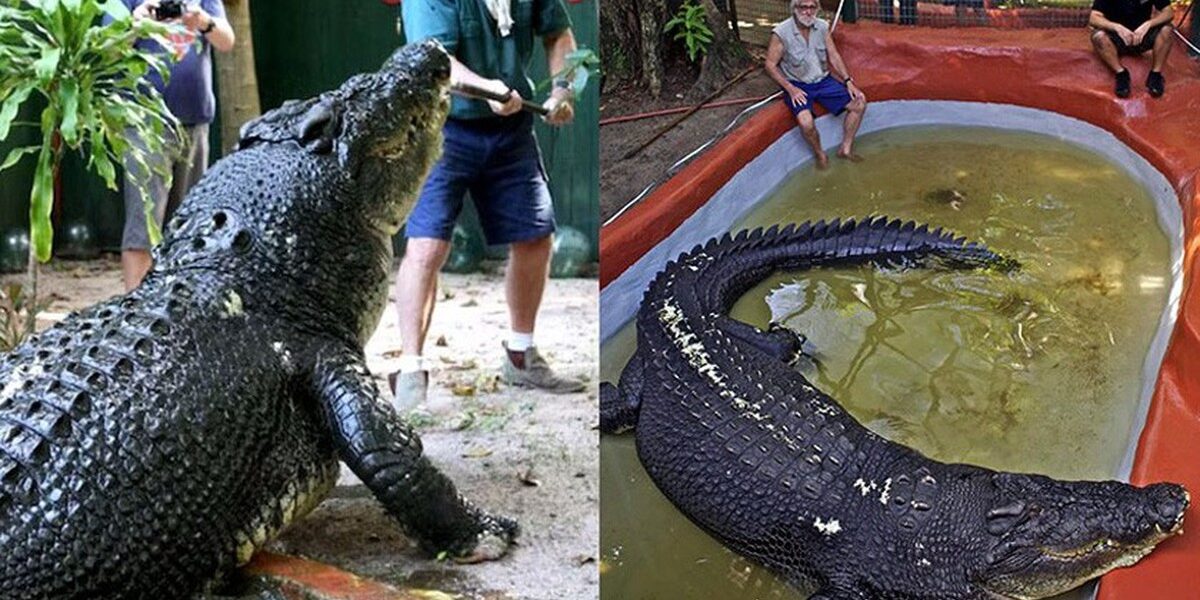 Vì sao cá sấu vẫn là ‘sát thủ đầm lầy’ sau hàng trăm triệu năm tiến hóa?