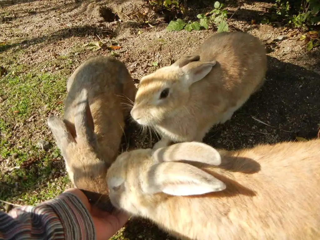 okunojima-rabbit-1786844270274-17868442704402048032890-1
